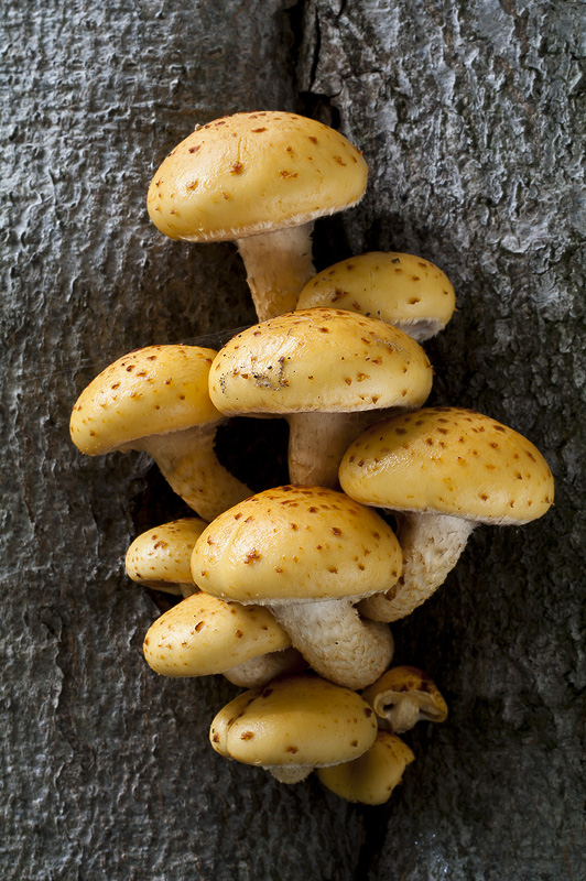 Pholiota adiposa